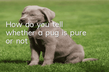 How do you tell whether a pug is pure or not?