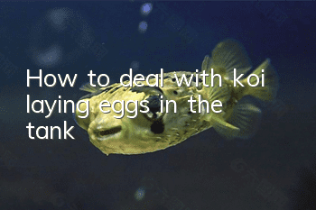 How to deal with koi laying eggs in the tank