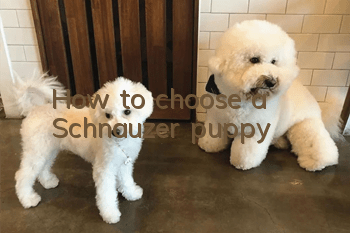 How to choose a Schnauzer puppy
