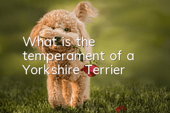 What is the temperament of a Yorkshire Terrier?