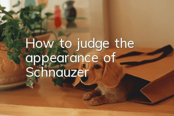How to judge the appearance of Schnauzer