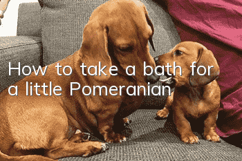 How to take a bath for a little Pomeranian
