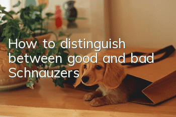 How to distinguish between good and bad Schnauzers