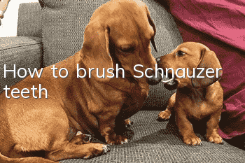 How to brush Schnauzer teeth