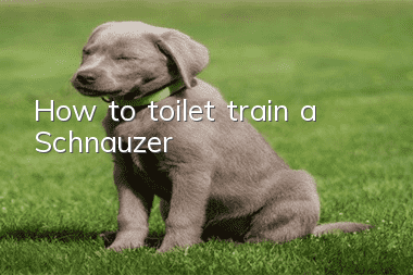 How to toilet train a Schnauzer