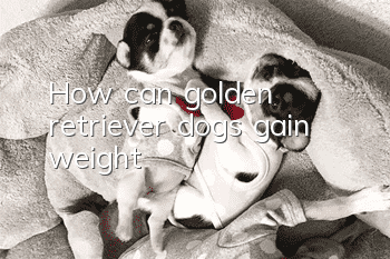 How can golden retriever dogs gain weight?