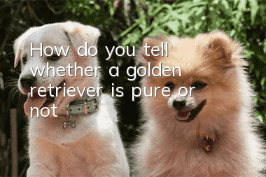 How do you tell whether a golden retriever is pure or not?