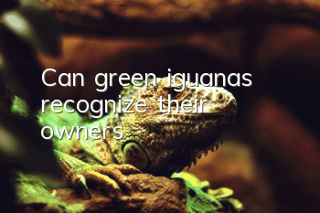 Can green iguanas recognize their owners?