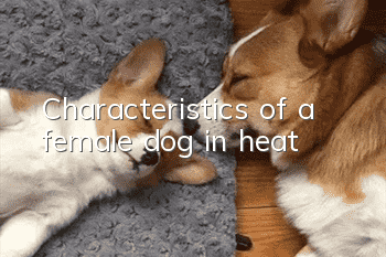 Characteristics of a female dog in heat