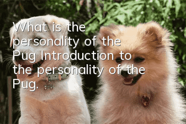 What is the personality of the Pug? Introduction to the personality of the Pug.