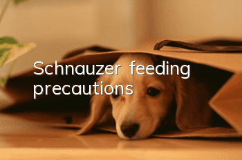 Schnauzer feeding precautions