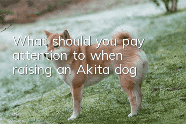 What should you pay attention to when raising an Akita dog?
