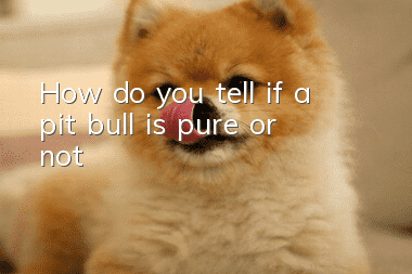 How do you tell if a pit bull is pure or not?