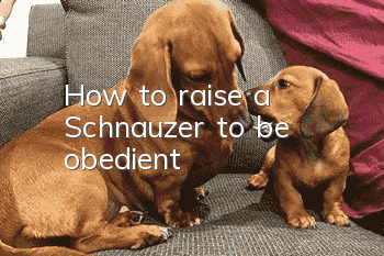 How to raise a Schnauzer to be obedient