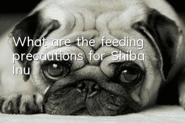 What are the feeding precautions for Shiba Inu?