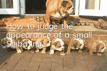 How to judge the appearance of a small Shiba Inu