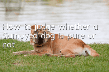 How to judge whether a Samoyed dog is pure or not?