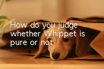 How do you judge whether Whippet is pure or not?