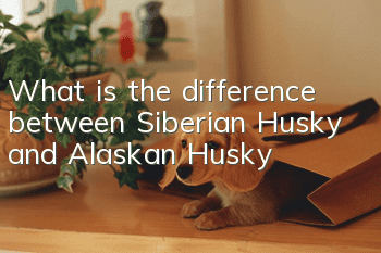 What is the difference between Siberian Husky and Alaskan Husky?