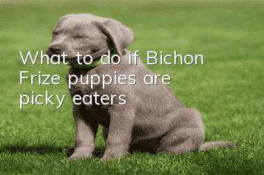 What to do if Bichon Frize puppies are picky eaters
