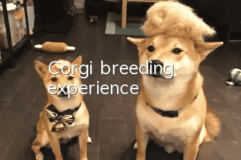 Corgi breeding experience