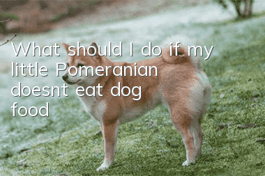 What should I do if my little Pomeranian doesn’t eat dog food?