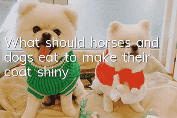What should horses and dogs eat to make their coat shiny?
