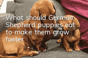 What should German Shepherd puppies eat to make them grow faster?