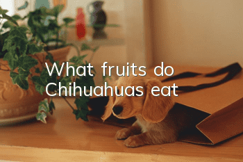 What fruits do Chihuahuas eat?