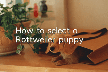 How to select a Rottweiler puppy