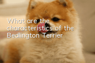 What are the characteristics of the Bedlington Terrier?