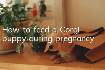 How to feed a Corgi puppy during pregnancy