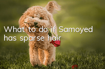 What to do if Samoyed has sparse hair