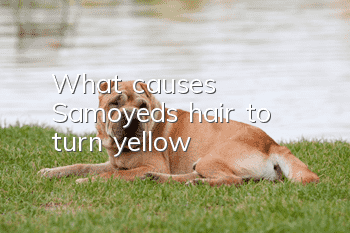 What causes Samoyed’s hair to turn yellow?