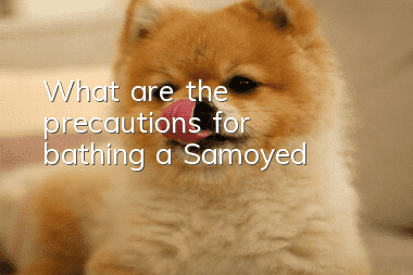 What are the precautions for bathing a Samoyed?