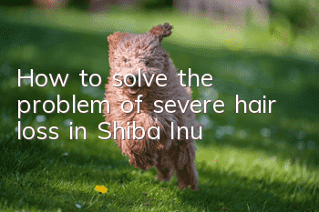How to solve the problem of severe hair loss in Shiba Inu