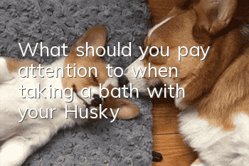 What should you pay attention to when taking a bath with your Husky?
