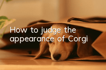 How to judge the appearance of Corgi