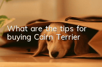 What are the tips for buying Cairn Terrier?