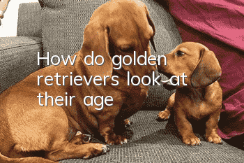 How do golden retrievers look at their age?