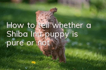 How to tell whether a Shiba Inu puppy is pure or not