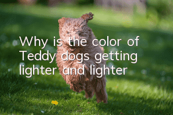 Why is the color of Teddy dogs getting lighter and lighter?