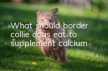What should border collie dogs eat to supplement calcium?
