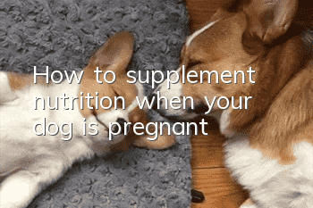 How to supplement nutrition when your dog is pregnant