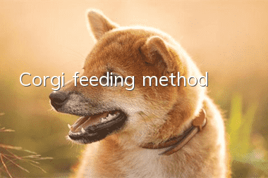 Corgi feeding method