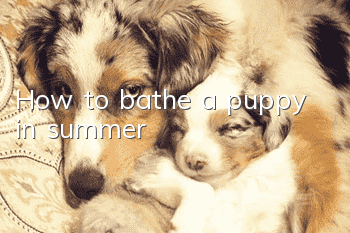 How to bathe a puppy in summer