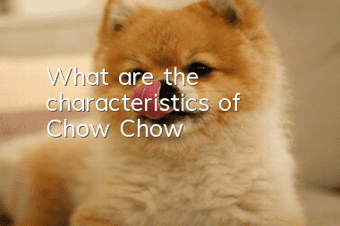 What are the characteristics of Chow Chow?