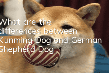 What are the differences between Kunming Dog and German Shepherd Dog?