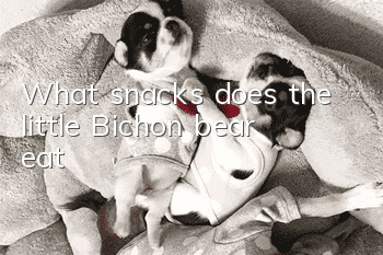What snacks does the little Bichon bear eat?