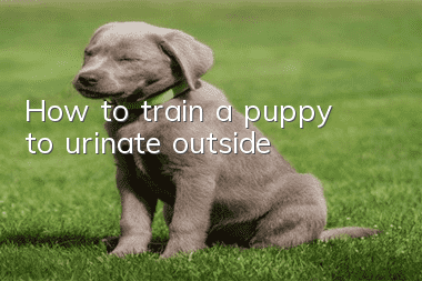 How to train a puppy to urinate outside